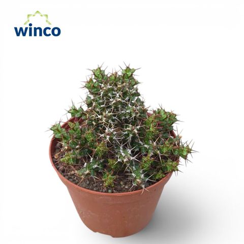 Euphorbia lenewtonii