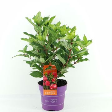 Hydrangea paniculata SPRING SIZZLE