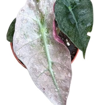 Alocasia 'Polly Variegata'