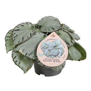 Begonia 'Silver Jewel'