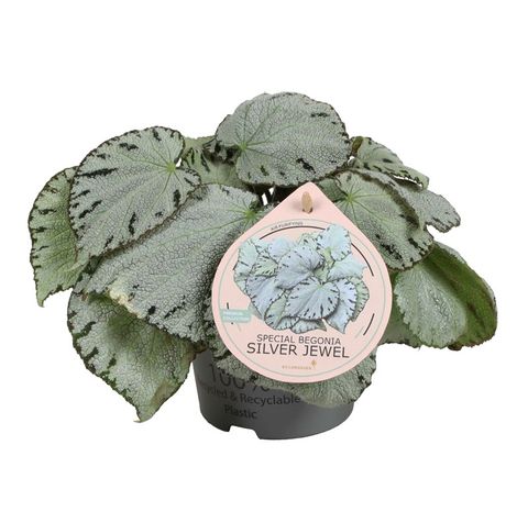 Begonia 'Silver Jewel'