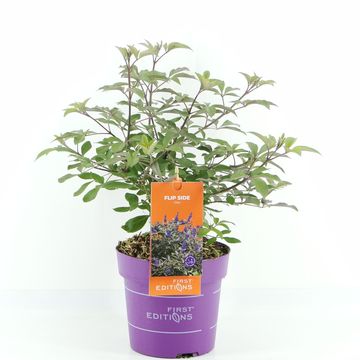 Vitex agnus-castus MIX