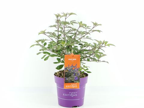 Vitex agnus-castus MIX