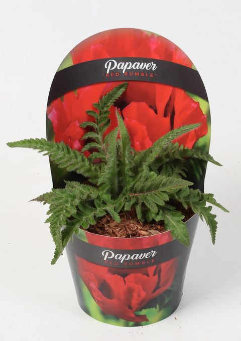 Papaver orientale RED RUMBLE