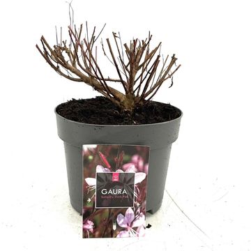 Gaura lindheimeri BABY BUTTERFLY DARK PINK