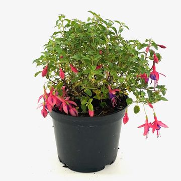 Fuchsia 'Tom Thumb'
