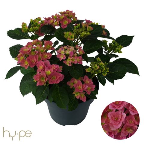 Hydrangea macrophylla 'Double Dutch Pink'