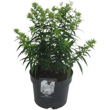 Phlox EARLY WHITE