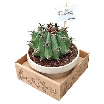 Ferocactus horridus brevispinus