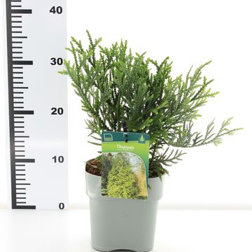 Thujopsis dolabrata