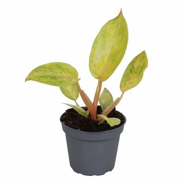 Philodendron 'Painted Lady'