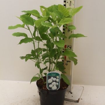 Hydrangea arborescens 'Annabelle'