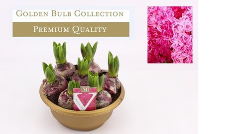 Hyacinthus orientalis 'Pink Pearl'