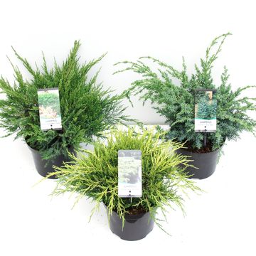 Juniperus MIX