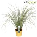 Lomandra longifolia WHITE SANDS