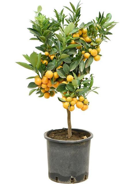 Citrus x microcarpa