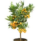 Citrus x microcarpa