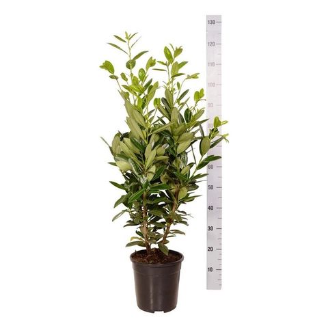 Prunus laurocerasus 'Greentorch'