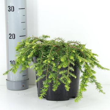 Tsuga canadensis 'Cole's Prostrate'