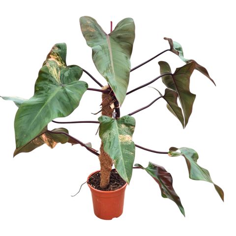 Philodendron 'Strawberry Shake'