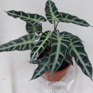 Alocasia BAMBINO VARIEGATA