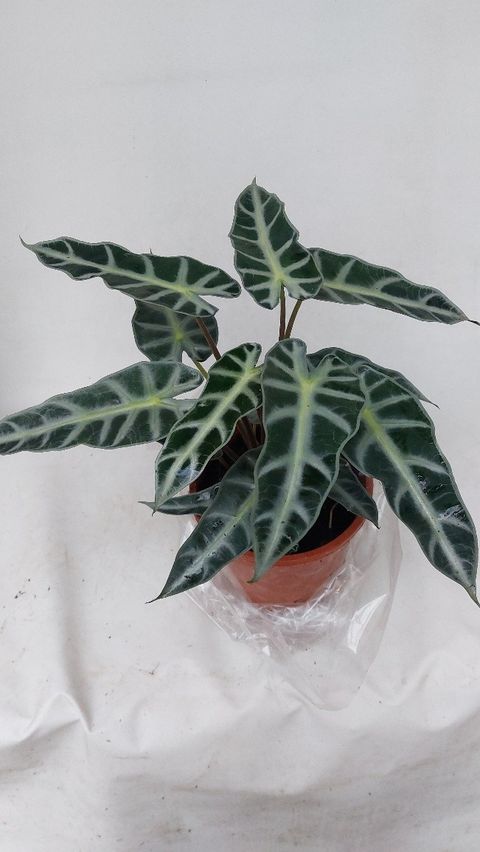 Alocasia BAMBINO VARIEGATA