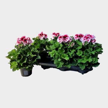 Pelargonium ELEGANCE TONY