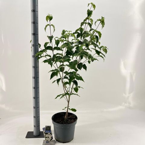 Cornus kousa 'Milky Way'