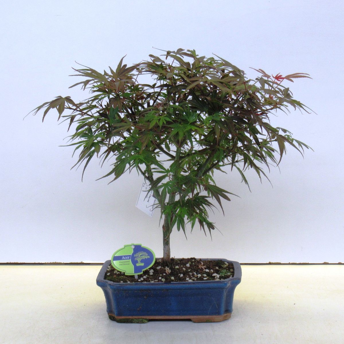 Acer palmatum 'Shaina' — Plant Wholesale FlorAccess