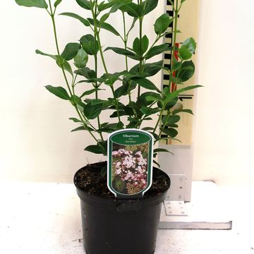 Viburnum tinus 'Eve Price'