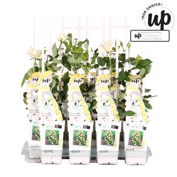 Rosa CRAZY IN LOVE VANILLA