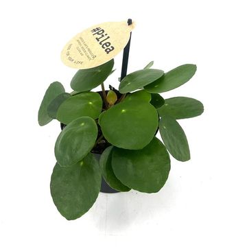 Pilea peperomioides