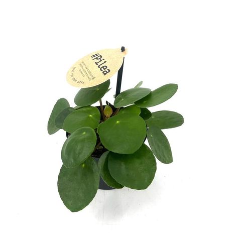 Pilea peperomioides