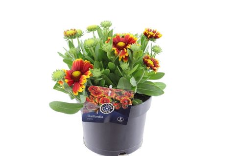 Gaillardia aristata SPINTOP MIX