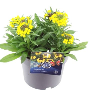 Erysimum 'Canaries Yellow'