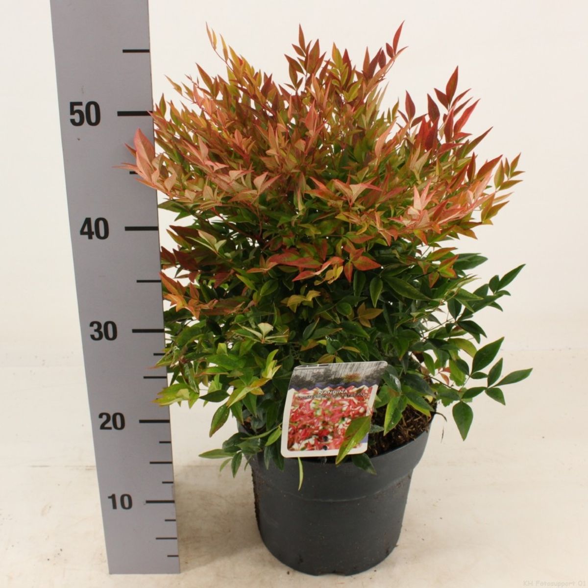 Nandina domestica 'Gulf Stream' — Plant Wholesale FlorAccess