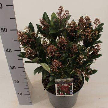 Skimmia japonica 'Rubella'