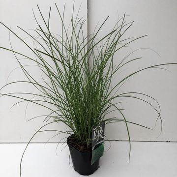 Miscanthus sinensis 'Грациллимус'