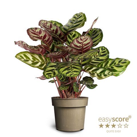 Calathea makoyana