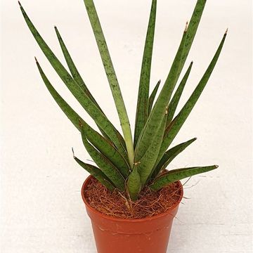 Sansevieria bacularis 'Mikado'