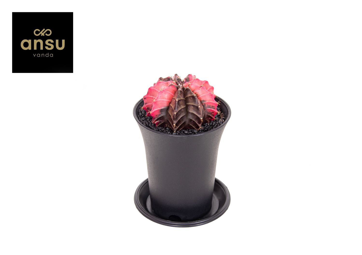 Gymnocalycium mihanovichii 'Japan Rood'  Pflanzengrohandel FlorAccess