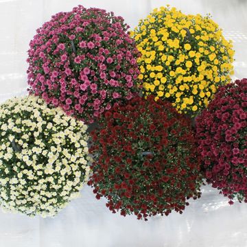 Chrysanthemum SKYFALL MIX