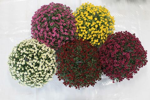 Chrysanthemum SKYFALL MIX