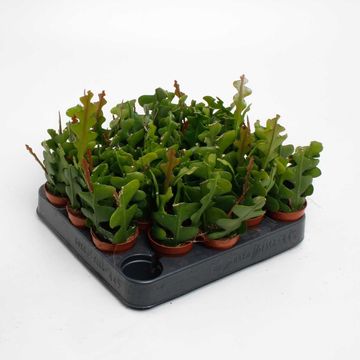 Epiphyllum anguliger