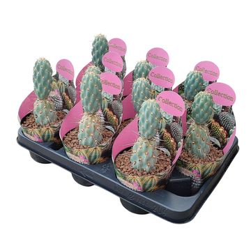 Opuntia miquelii