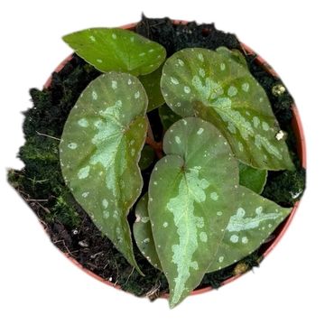 Begonia 'Silver Moon'