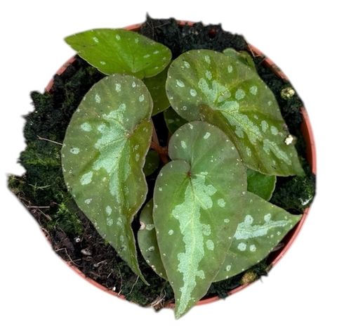 Begonia 'Silver Moon'