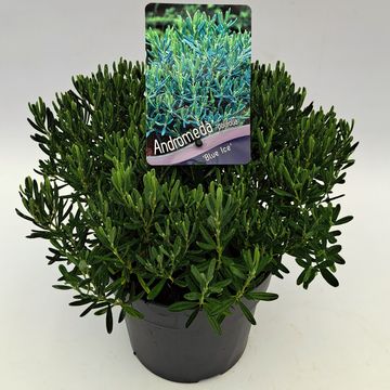 Andromeda polifolia 'Blue Ice'