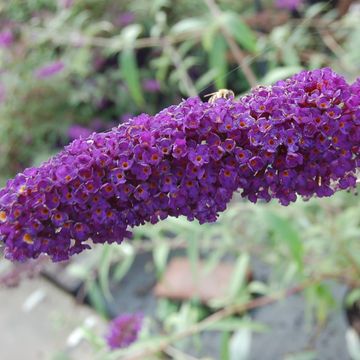 Buddleja davidii 'Black Knight'