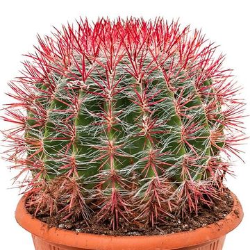 Ferocactus stainesii